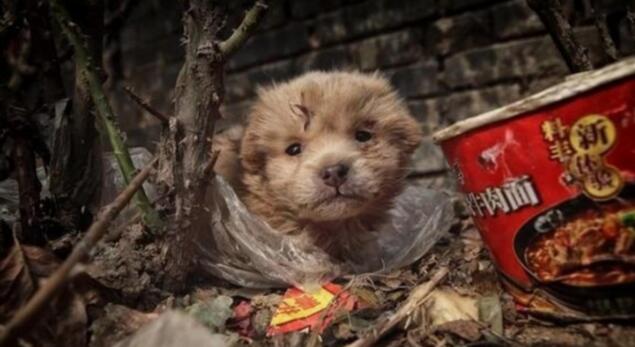 中华田园犬躲在垃圾堆里，畏畏缩缩十分害怕