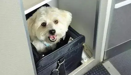 只要800元!抱着猫狗坐飞机 海南航空推出客舱宠物运输服务