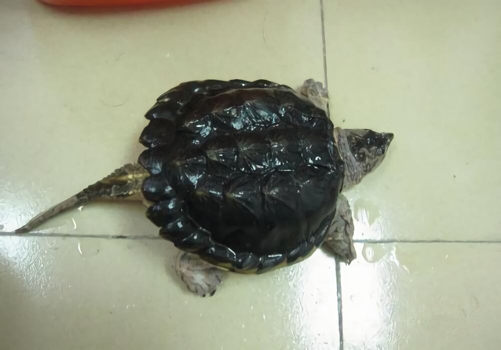 北美拟鳄龟身份信息