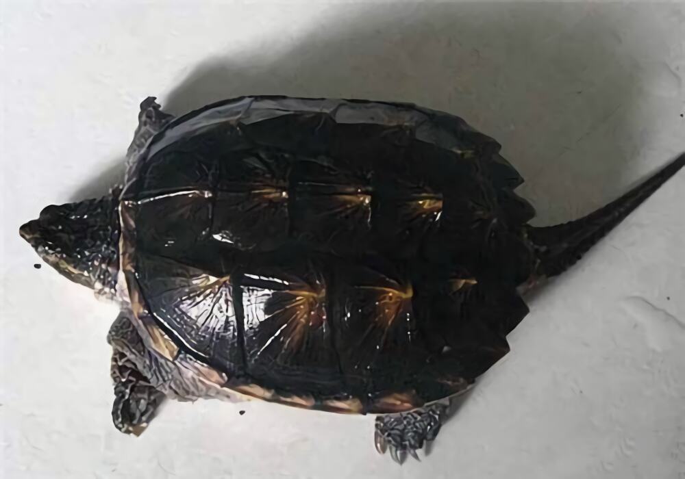 北美拟鳄龟身份信息