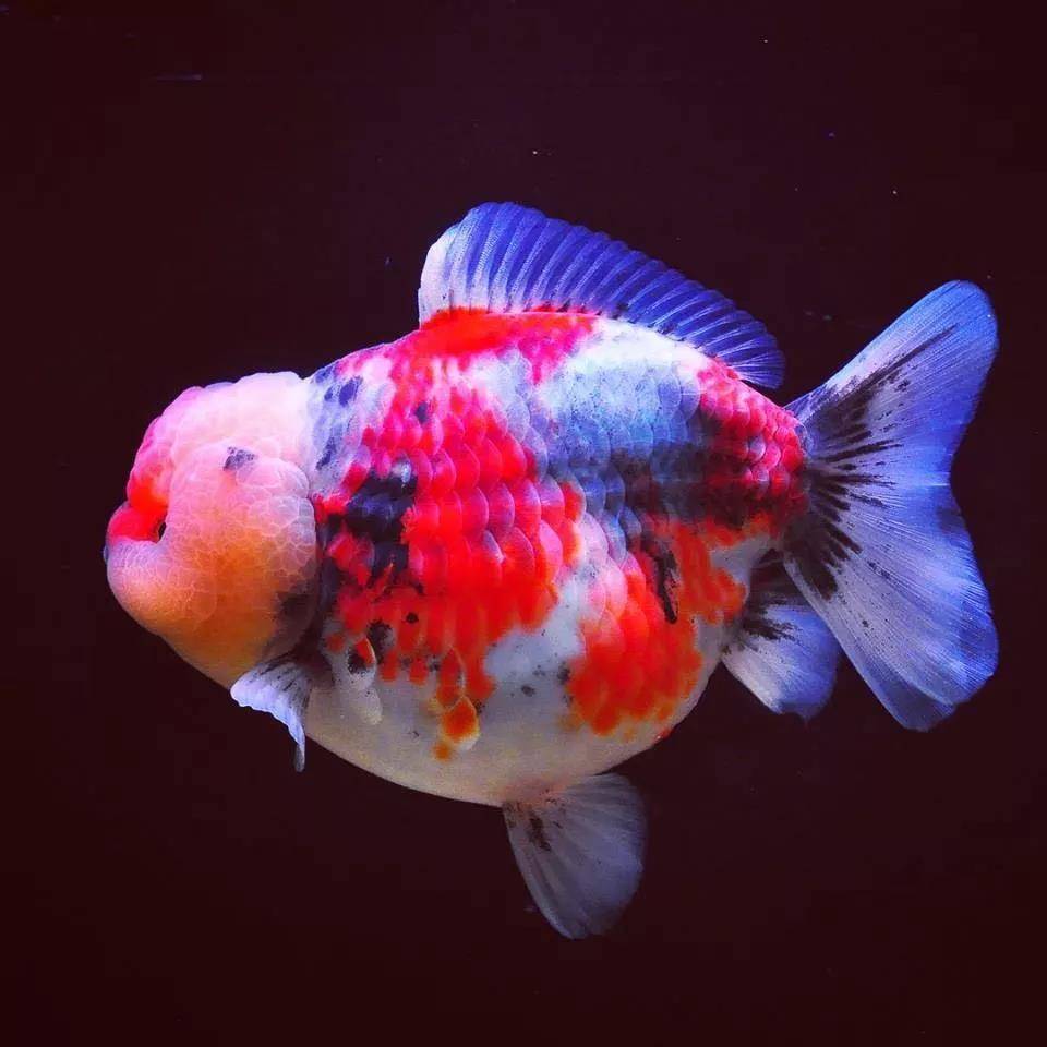 新年快乐！献上几条好鱼祝各位年年有鱼！祝大家新年快乐，开开心心，健健康康！
