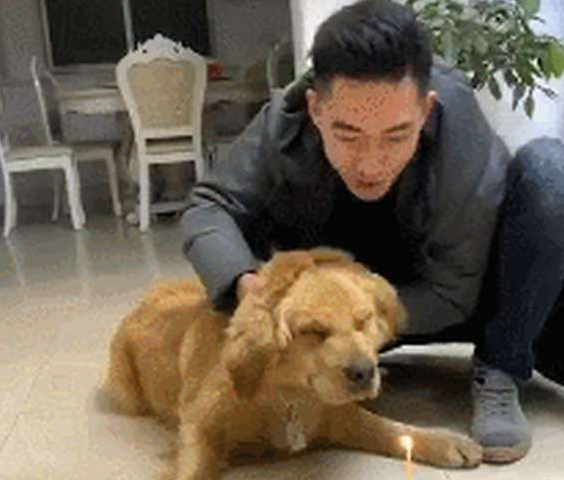 网友给金毛生日日，强制让它熄灭焟烛，狗狗：本届的主人真的很难带啊