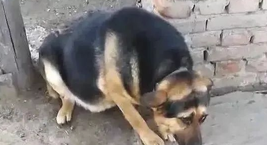 确实没打过狗，不清楚为什么，要是主人家站在旁边，这狗就成这怂样了