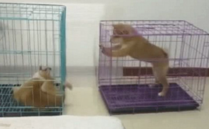 柴犬总喜欢玩金毛的小尾巴，主人无可奈何将他们分离，接下去一幕会亮！