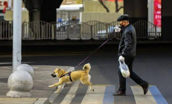 狗有狗道，史上最严“养犬条例”出台！