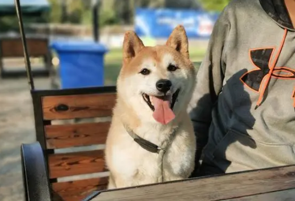 被第二次拍卖的柴犬登登:在等一个不会抛弃它的新主人