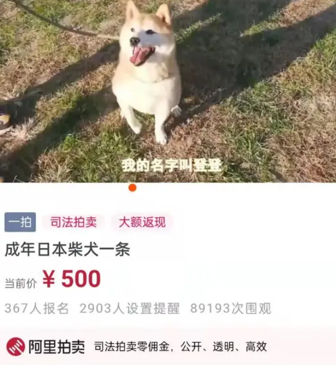 被第二次拍卖的柴犬登登:在等一个不会抛弃它的新主人