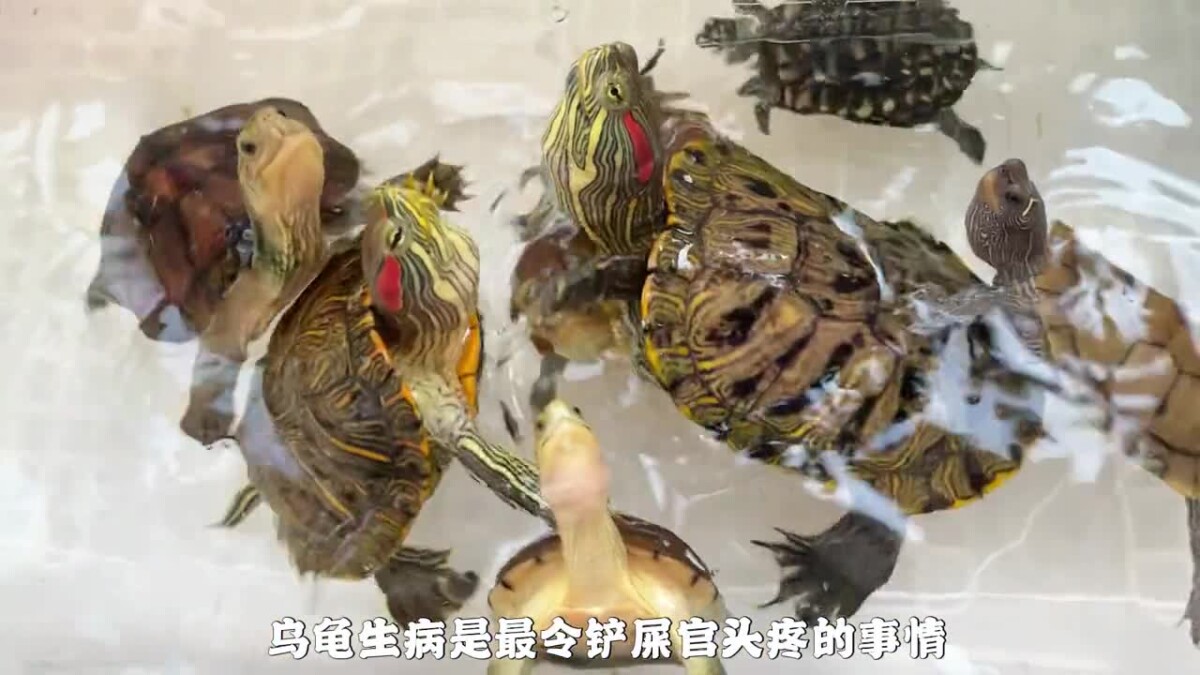 乌龟生病如何喂药?保姆级教程来了!