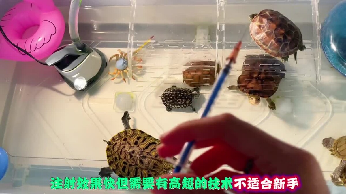 乌龟生病如何喂药?保姆级教程来了!