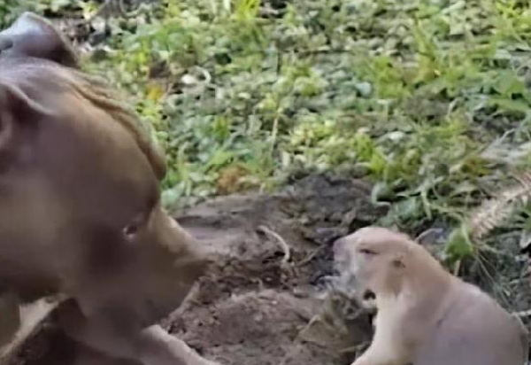 一只草原犬鼠只想尽快挖洞，却被斗牛犬戏耍