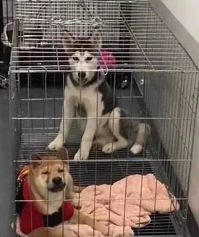主人出来做事，把家里两只狗狗关在铁笼中，二哈：看着我铁齿铜牙！