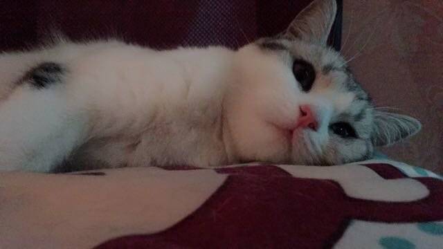 本来我们一本正经的坐着，被我亲了一口之后整个猫都傻了