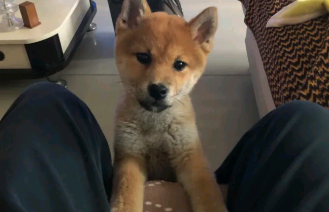 柴犬感觉地面上太冰,它跑来和主人玩,原来是以便上布艺沙发