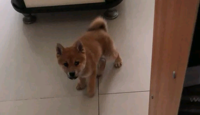 柴犬感觉地面上太冰，它跑来和主人玩，原来是以便上布艺沙发