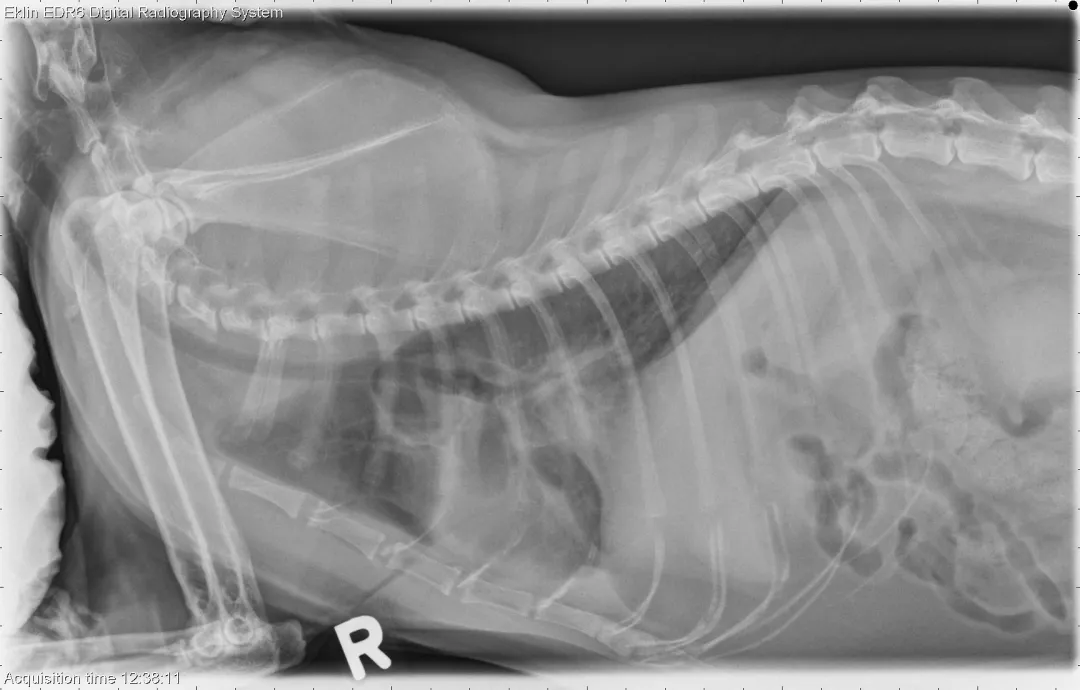 如何识别猫咪呼吸系统异常:12 岁短毛猫案例研究