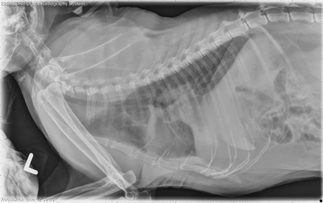 如何识别猫咪呼吸系统异常:12 岁短毛猫案例研究