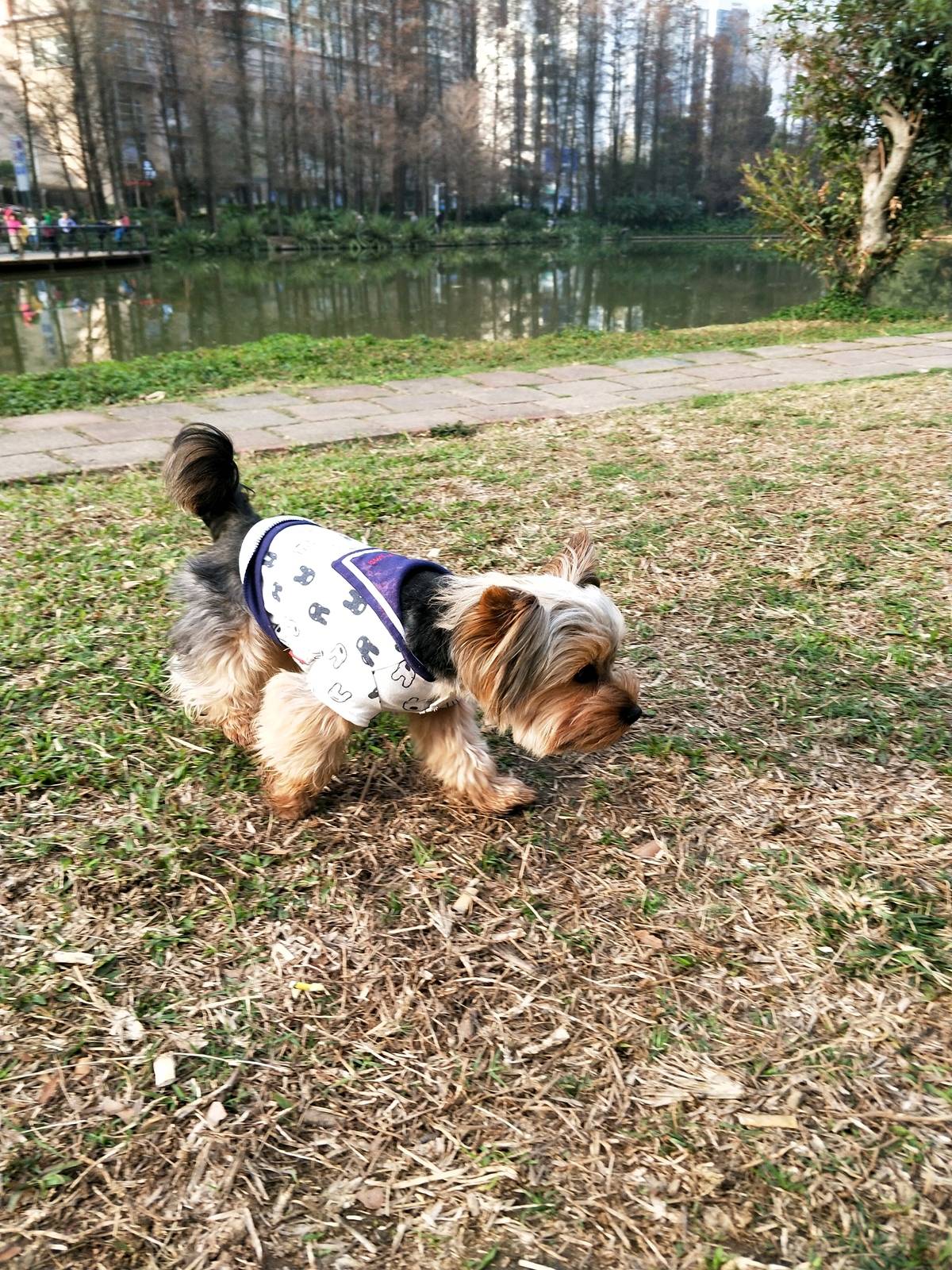 大家好！我是跳跳。我是一岁多的小约约，今天我三年级了好开森