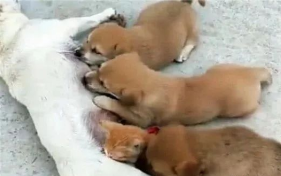 橘猫每天来蹭奶，吃不饱的小狗急了，一个动作引发“猫狗大战”