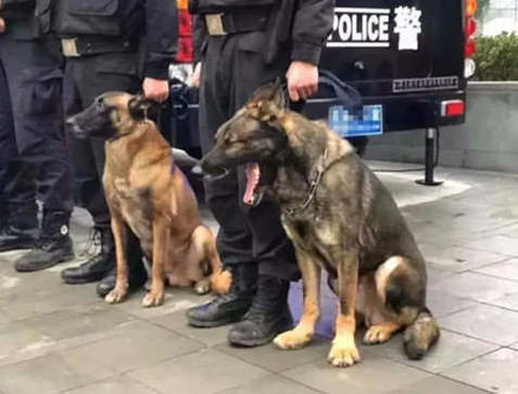 警犬追随主人家接警，結果太困打个哈欠，周围的狗狗反映笑喷人