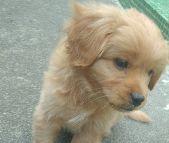 女生遛猫遛狗时巧遇流浪犬一直追随着不离去,狗狗:这就是我最终的固执