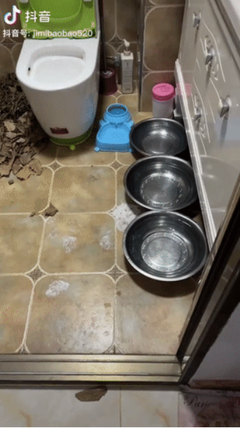 主人被集中隔离,担心狗子在家暴饮暴食,可打开监控...哭了!