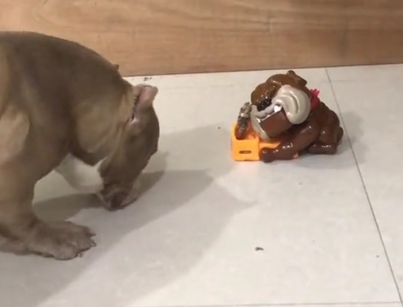 主人新买来个狗狗喂养器，結果给家中的恶霸犬吓傻了！