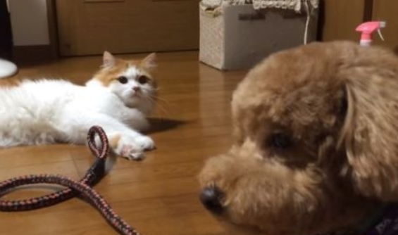 狗狗剪毛换新造型 猫咪朋友竟然不认得