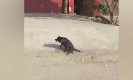 狗狗后腿残疾，大街小巷来回爬