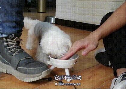可爱小狗目露凶光:马尔济斯犬疯狂护食,连续咬人几十下后被制服