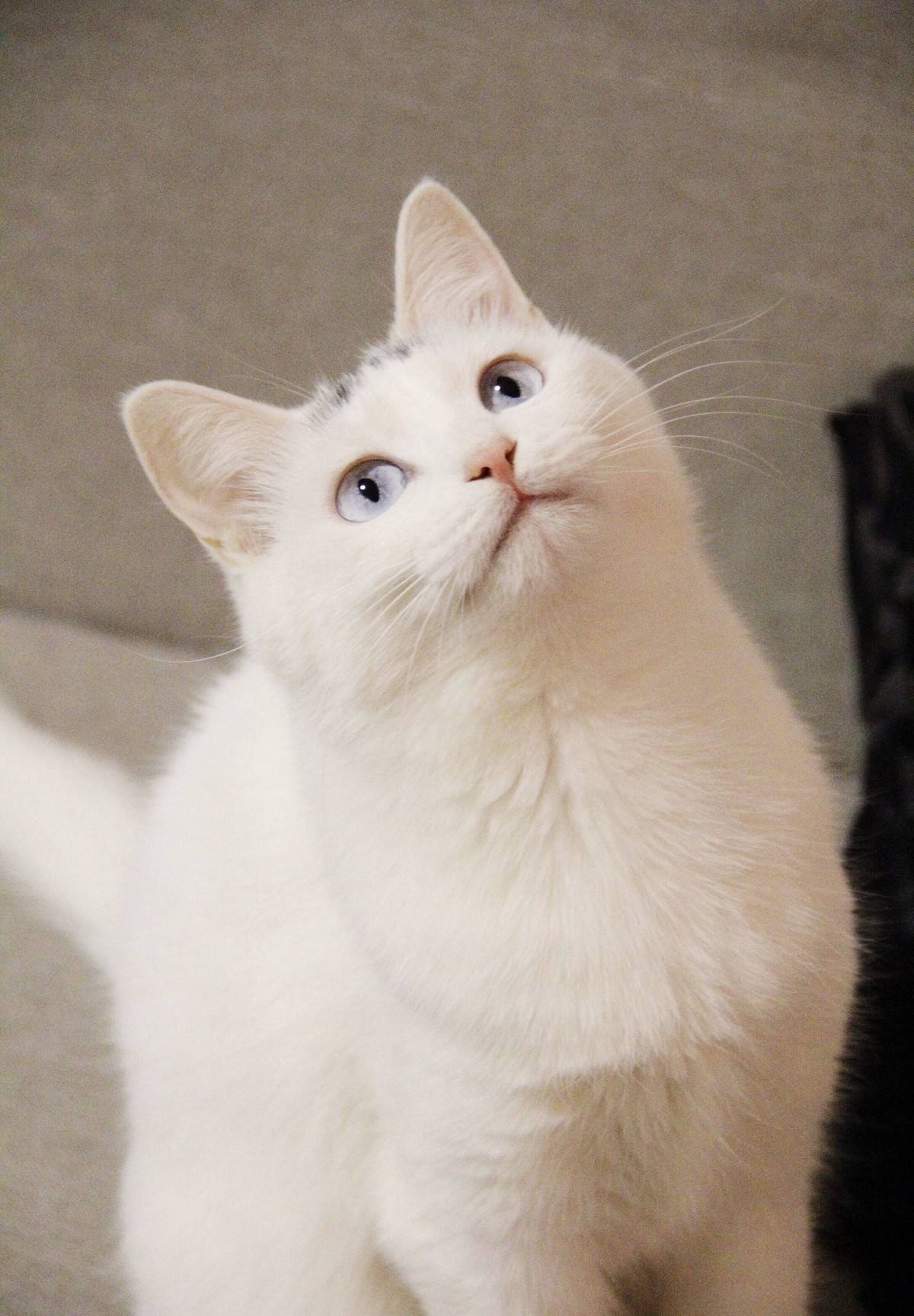 猫咪表情包