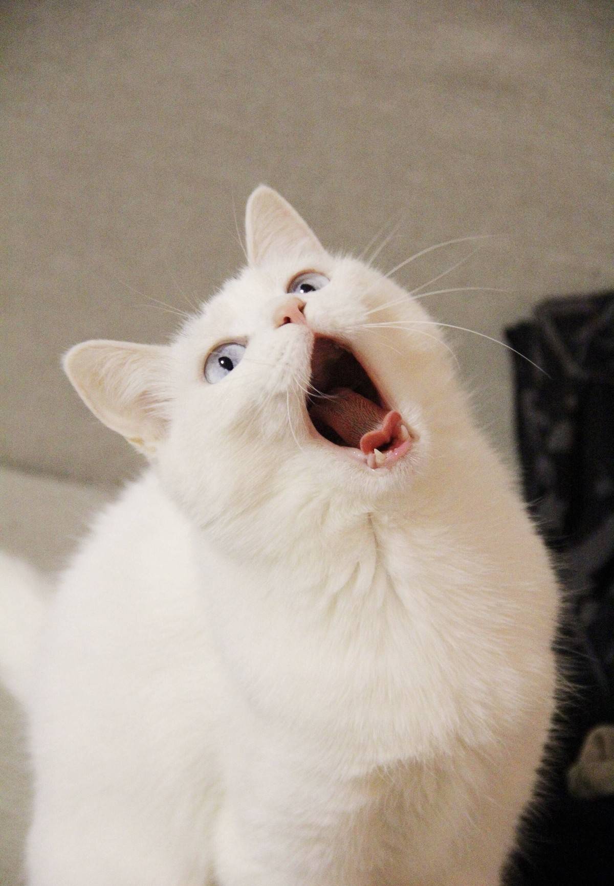 猫咪表情包