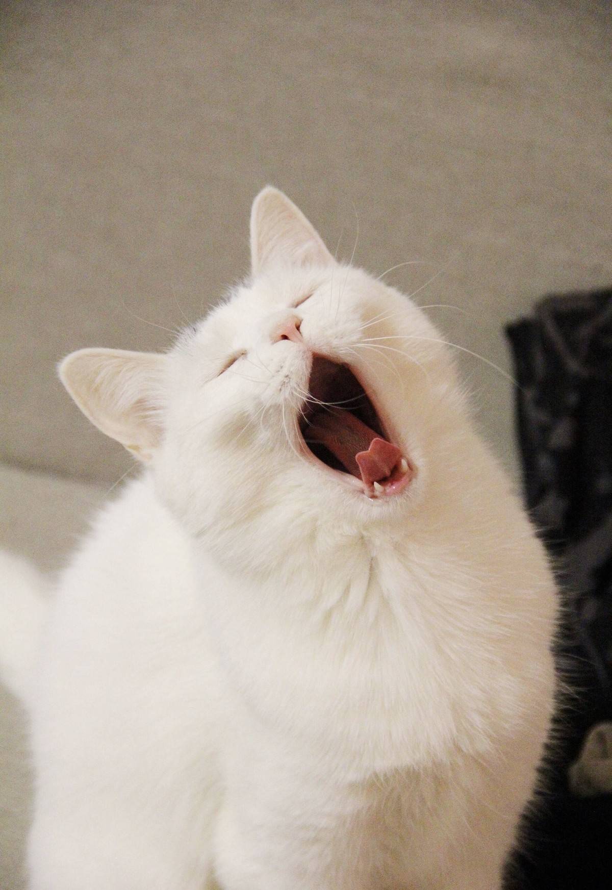 猫咪表情包