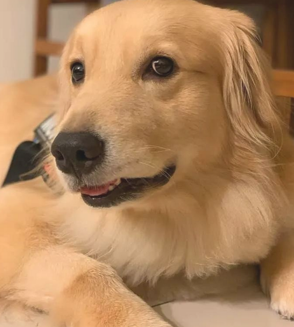 金毛犬想陪生病主人,恪守辛酸约定换一个方法守卫,结果超暖人
