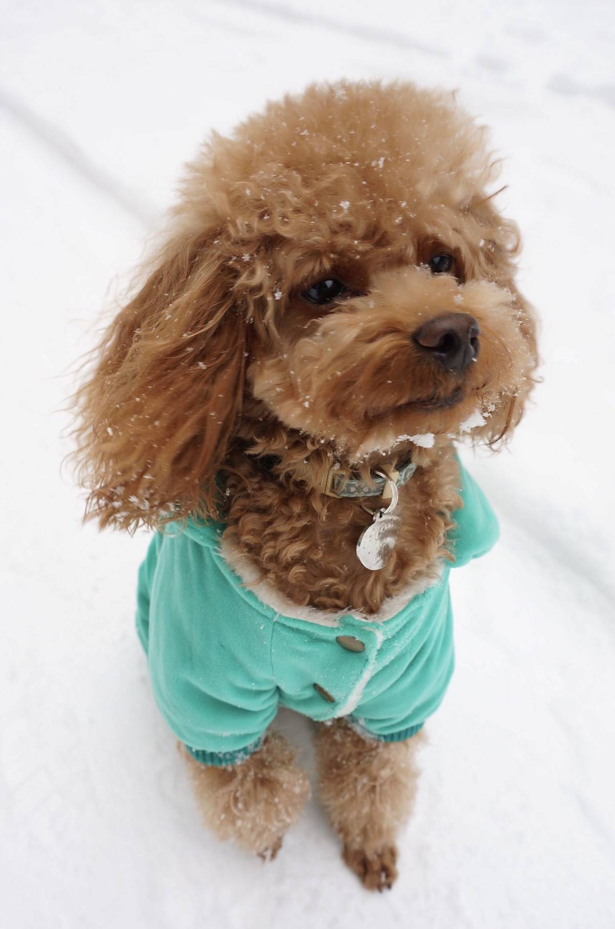 我的泰迪呱呱他进化了，头上有超清晰的雪花哟～