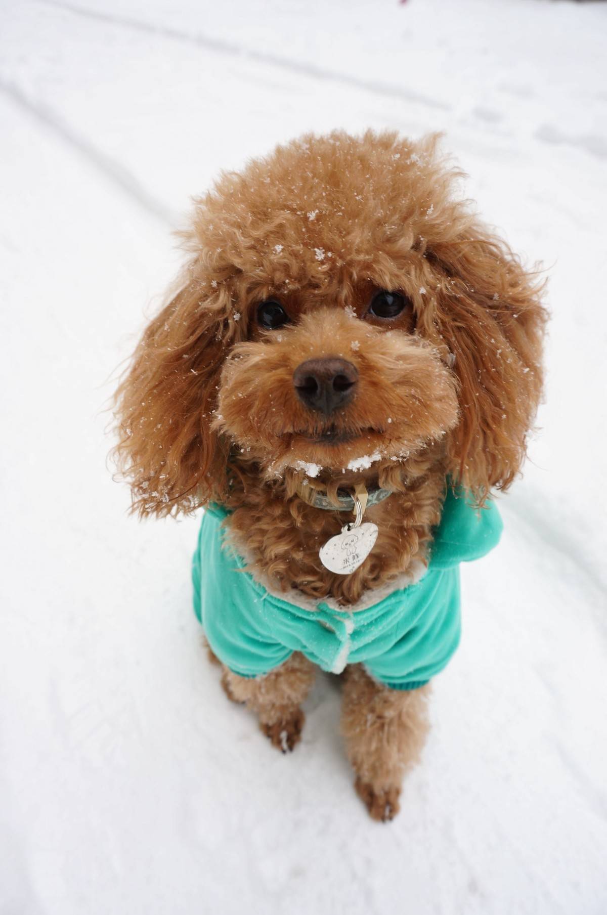 我的泰迪呱呱他进化了，头上有超清晰的雪花哟～