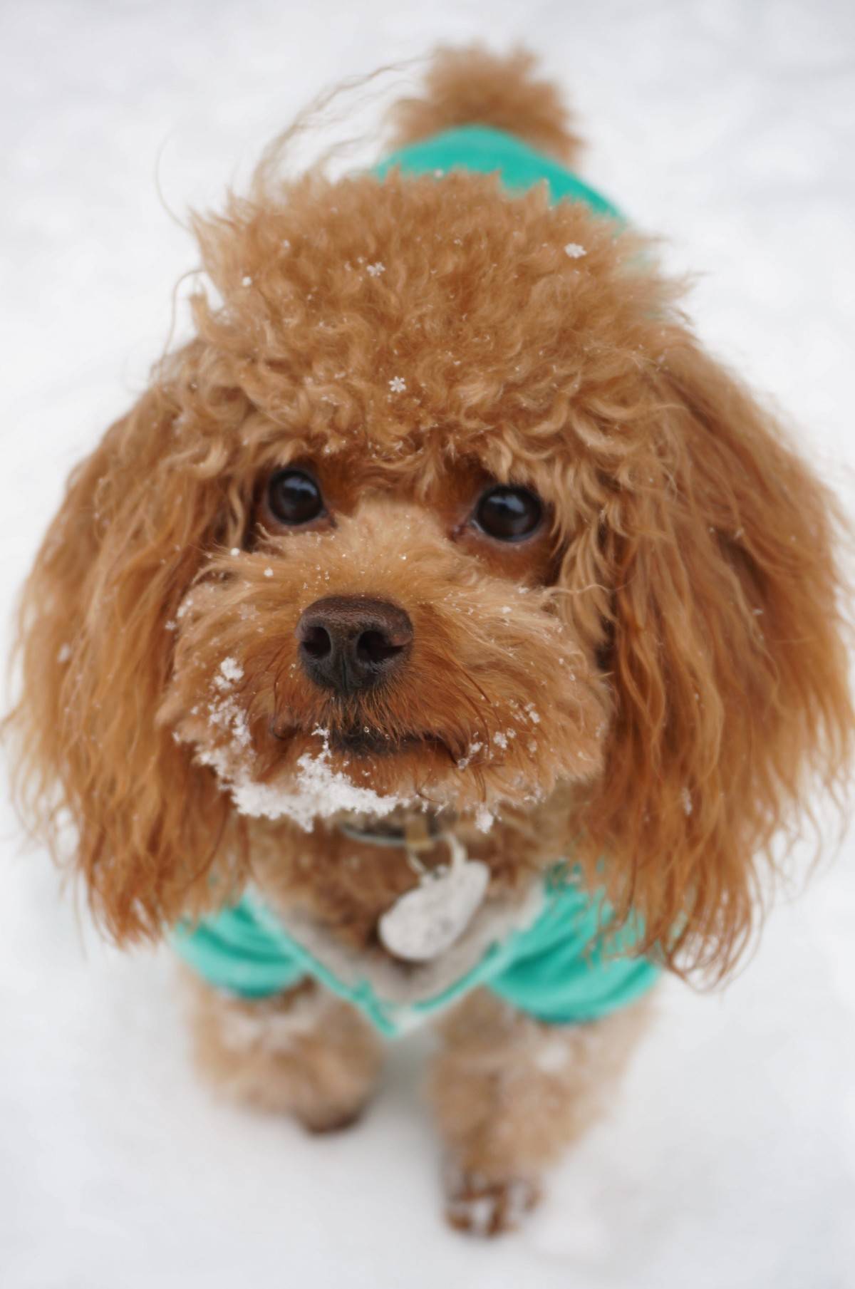 我的泰迪呱呱他进化了，头上有超清晰的雪花哟～