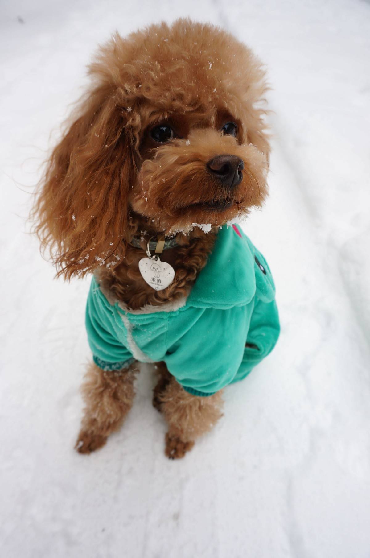 我的泰迪呱呱他进化了，头上有超清晰的雪花哟～