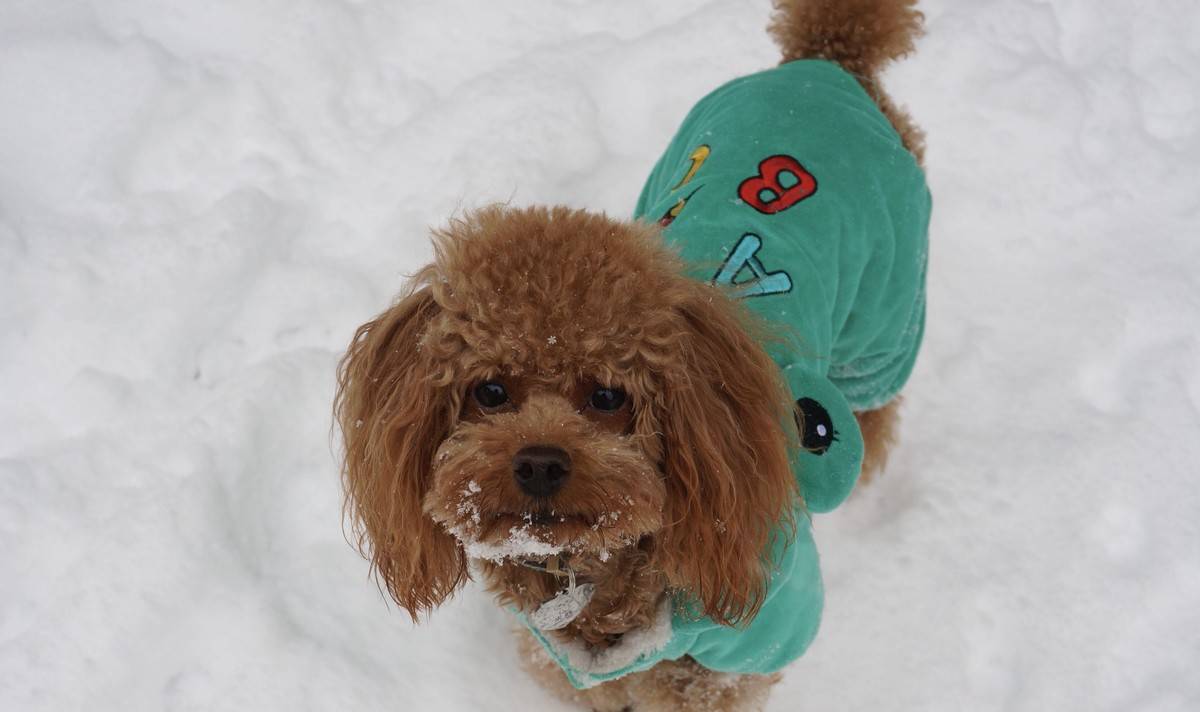 我的泰迪呱呱他进化了，头上有超清晰的雪花哟～