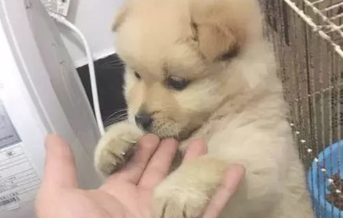 狗狗偷食物品时发觉主人家在自身背后，猛然越来越超憋屈