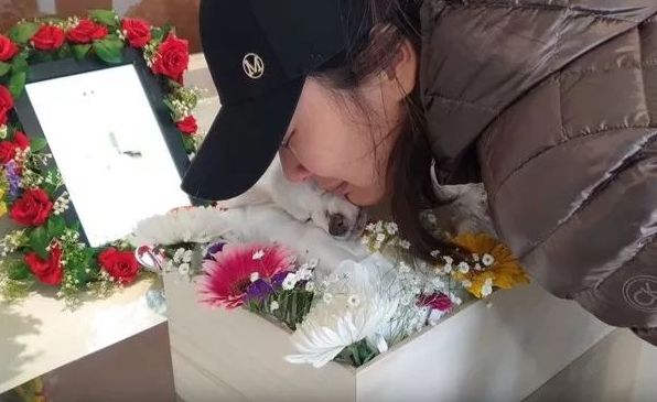 狗狗离世时，请一定不要做这件事！