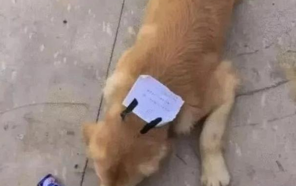 金毛狗悄悄出去玩，回家的身上带账单，主人一看那时候笑喷