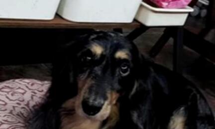 20岁爱犬离世七天后,一只蝴蝶突然飞来后顿时痛哭……
