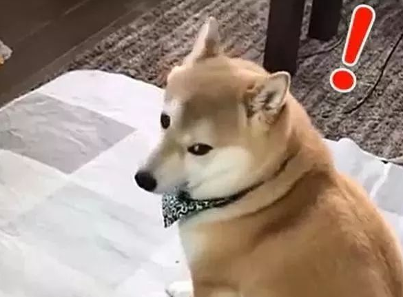 这柴犬从后看如同一头胖橘猫,回眸一笑却倾城倾国!