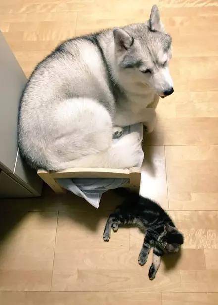 这大概是我见过最怂的猫了吧，竟然被哈士奇占了窝...