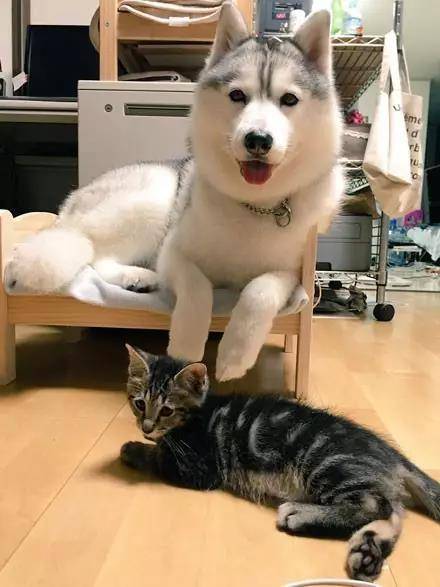 这大概是我见过最怂的猫了吧，竟然被哈士奇占了窝...