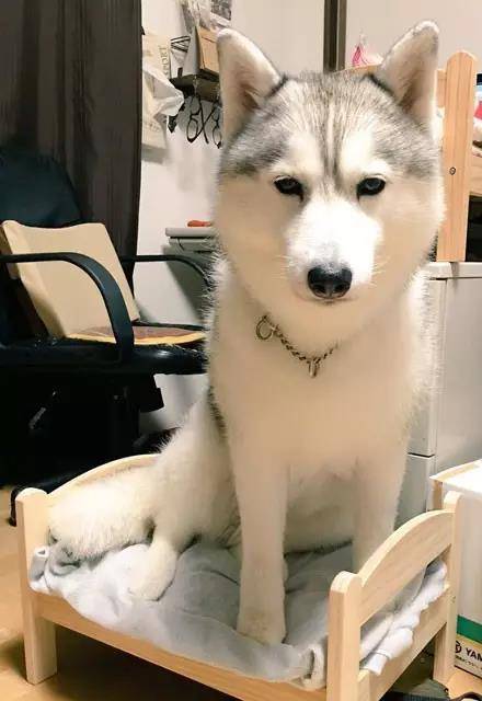 这大概是我见过最怂的猫了吧，竟然被哈士奇占了窝...