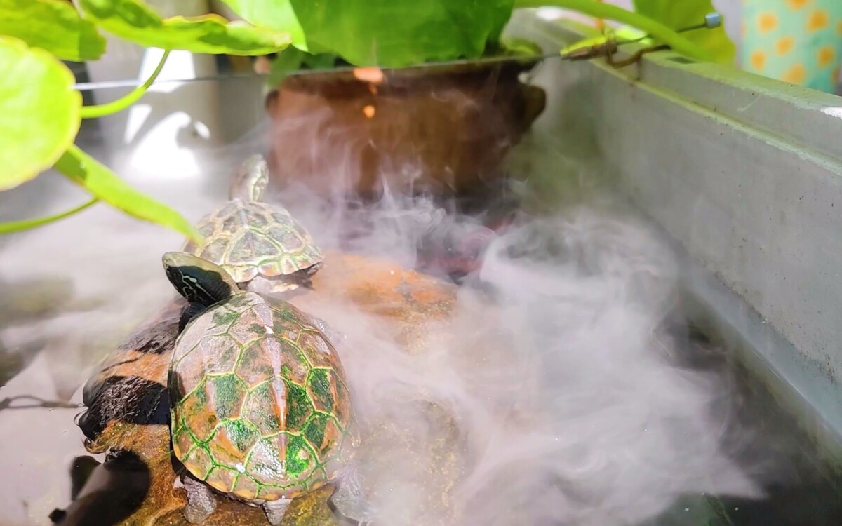 龟肺炎快速有效的治疗方法,比泡药浴更简单!