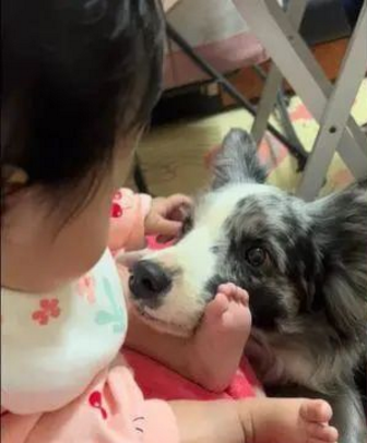 牧羊犬和小宝宝感情非常好,眼里只装得下小主人!