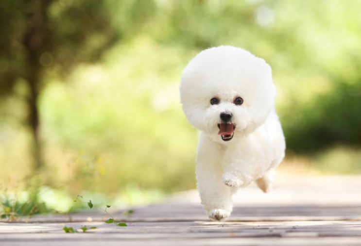 2021年犬只领养开放活动开始，泰迪、贵宾、萨摩耶等小可爱，等你领回家