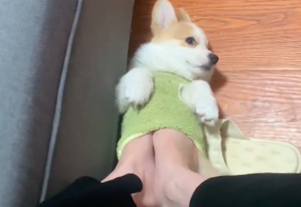 主人的脚冷，伸进了狗狗的衣服取暖，狗：我生病了你别后悔